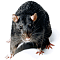 devsec's Avatar